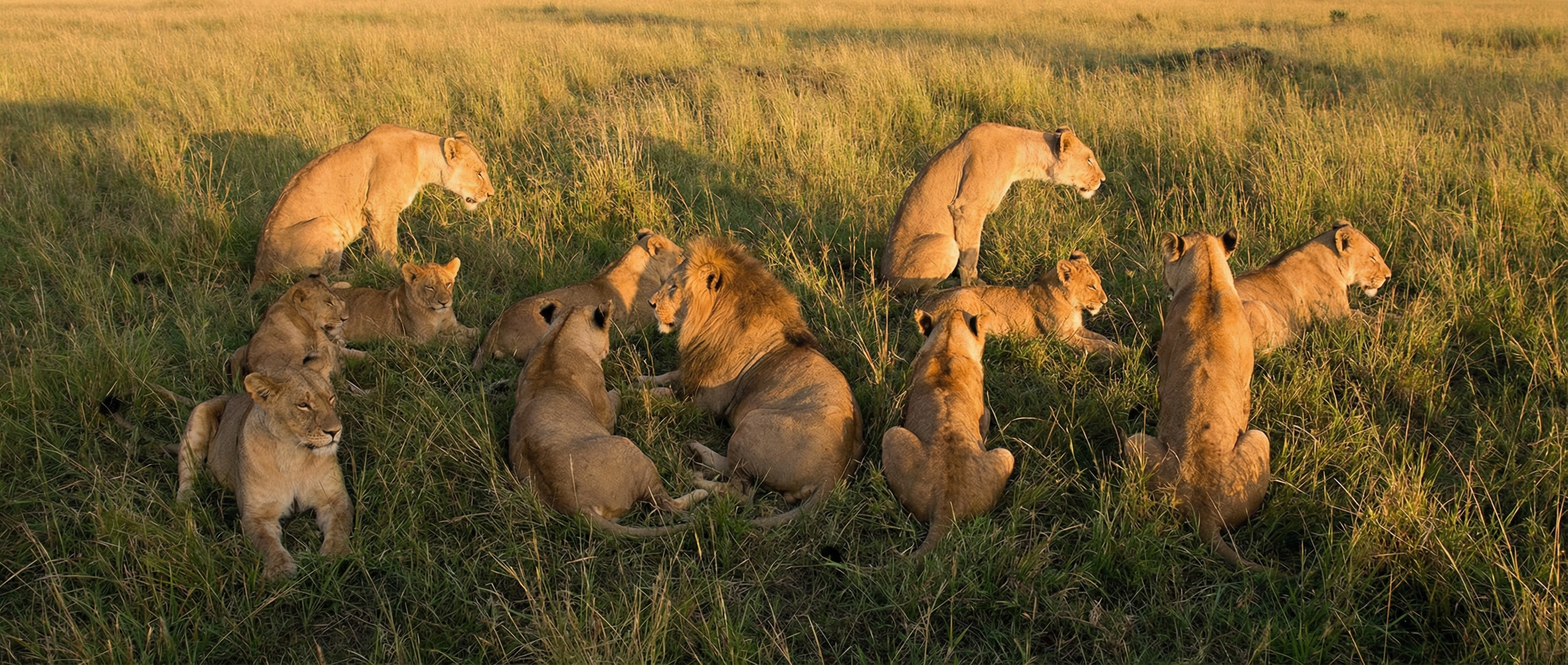 Photo with Hidden Word Formed by a Pride of Lions - AI generated image