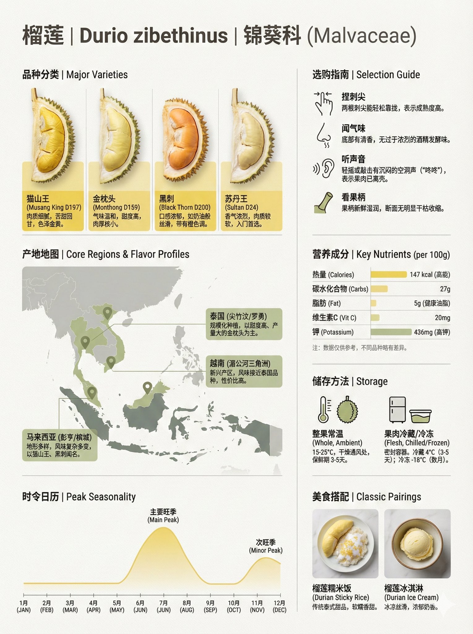 Banana Variety Encyclopedia Infographic - AI generated image